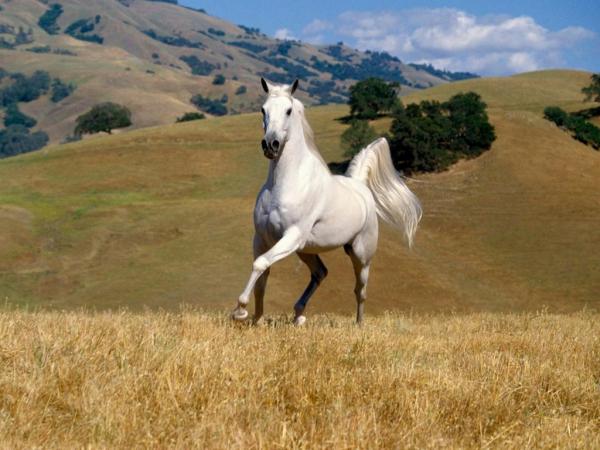 Laminitt hos hester - Symptomer, behandling og forebygging - Forebygging av infosura hos hester