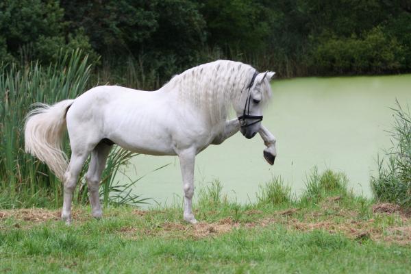 Laminitt i hester - symptomer, behandling og forebygging - symptomer på laminitt i hester