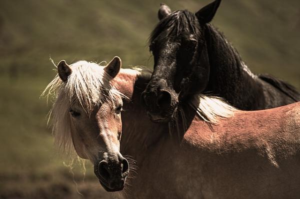 Laminitt i hester - symptomer, behandling og forebygging - årsaker til laminitt i hester