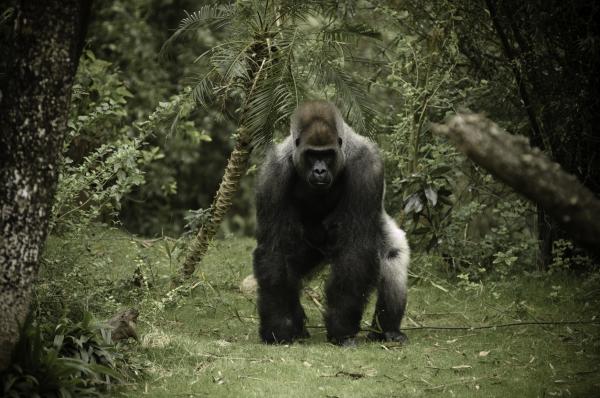 12 dyr som lever i skogen - 10. Gorilla