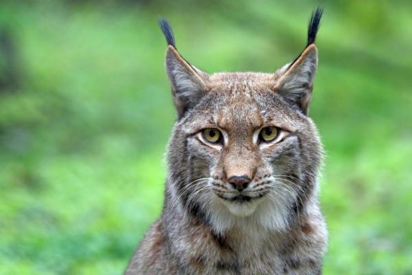 12 dyr som lever i skogen - 8. Lynx