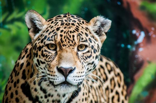 12 dyr som lever i skogen - 3. Jaguar