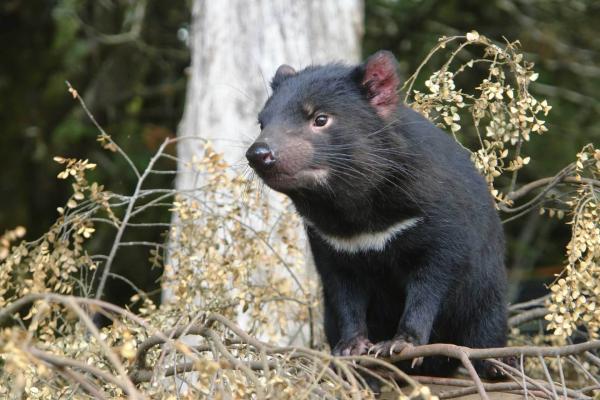 12 dyr som lever i skogen - 11. Tasmansk djevel