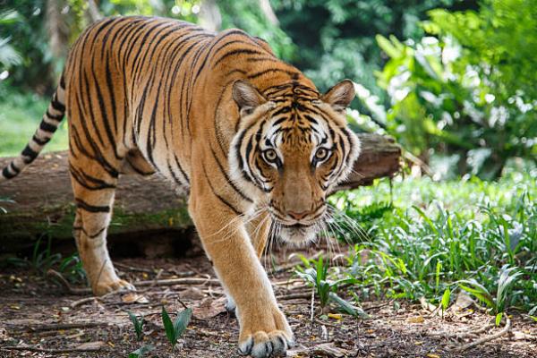 12 dyr som lever i skogen - 6. Tiger