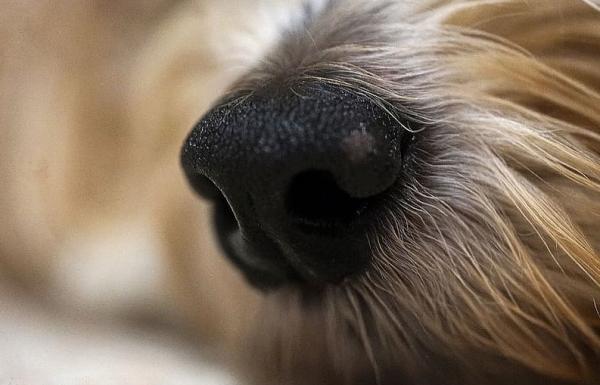 Oppdager hunder koronaviruset?  - Den fantastiske lukten av hunder
