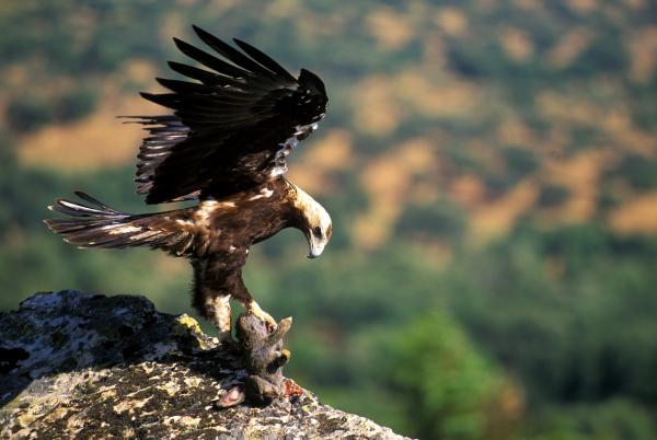 Eagles Egenskaper - Eagle Behavior