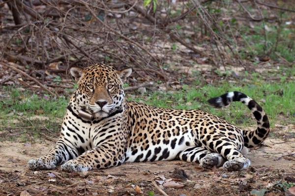 De 10 største kattene i verden - 5. Jaguar