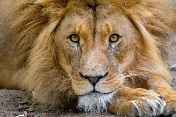 De 10 største kattene i verden - 4. Løve
