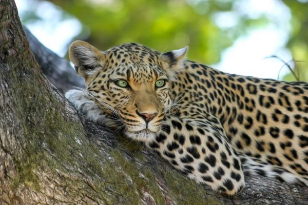 De 10 største kattene i verden - 7. Leopard