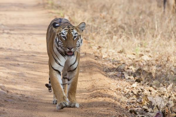 De 10 største kattene i verden - 3. Bengalsk tiger