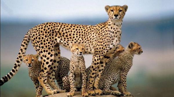 De 10 største kattene i verden - 8. Cheetah