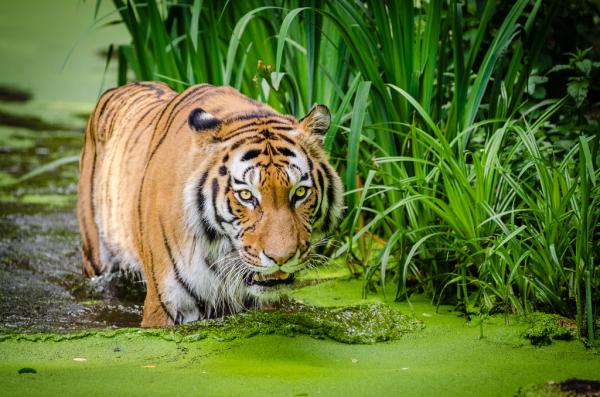 De 10 største kattene i verden - 2. Siberian tiger