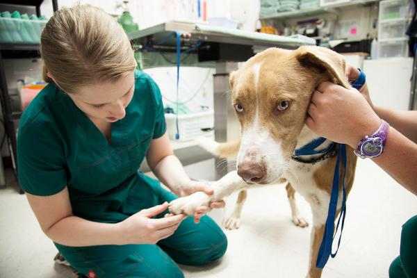 Prosedyren og hunder - Symptomer og behandling - Prosessjonsk larve hos hunder - Behandling