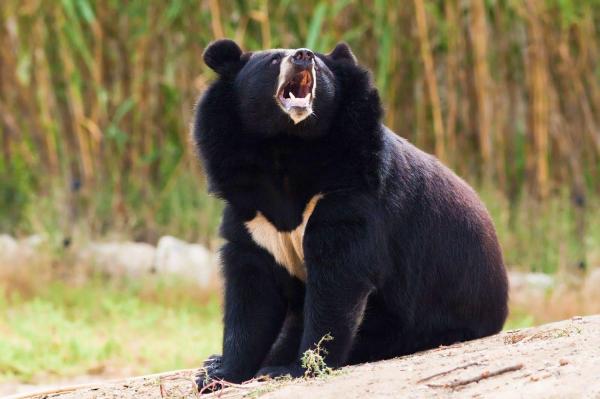50 dyr fra Japan - 1. Asiatisk svartbjørn