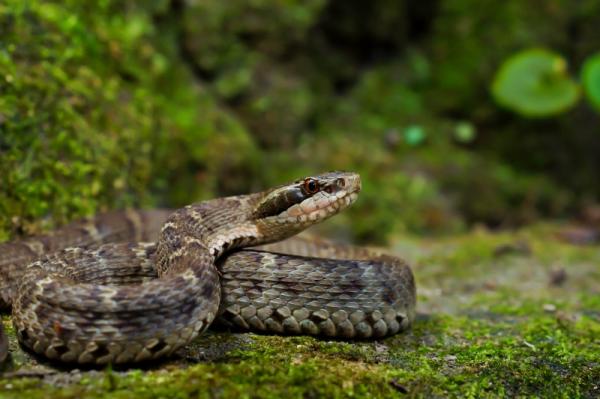 50 Dyr i Japan - 9. Tsushima Island Snake