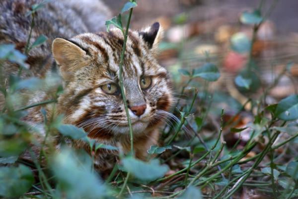 50 dyr fra Japan - 8. Iriomote cat