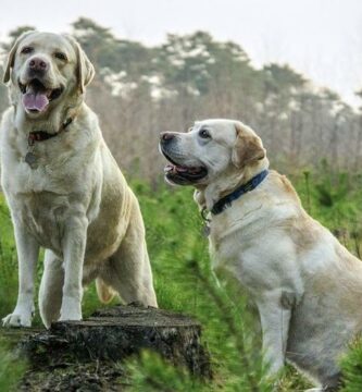 5 hunderaser som er kompatible med Labrador