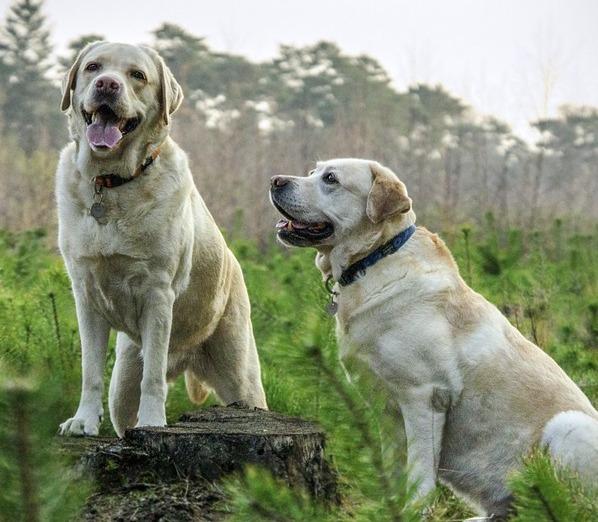 5 hunderaser som er kompatible med Labrador