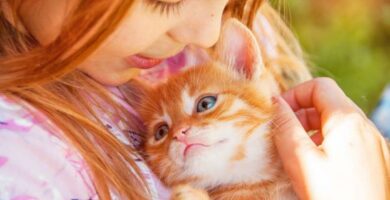5 ting du bor vite for du adopterer en katt