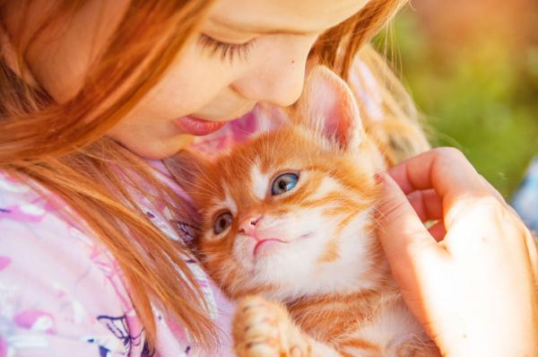 5 ting du bor vite for du adopterer en katt