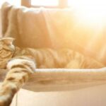 5 tips for a beskytte katter mot varme