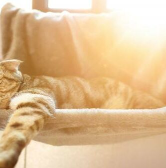 5 tips for a beskytte katter mot varme