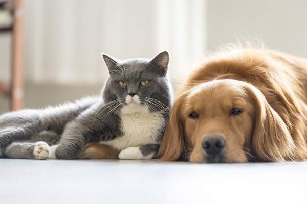 5 tips for sameksistens mellom hunder og katter