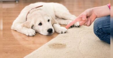 5 vanlige feil ved skjelling av en hund