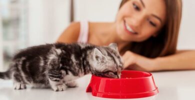 6 hjemmelagde oppskrifter for baby katter