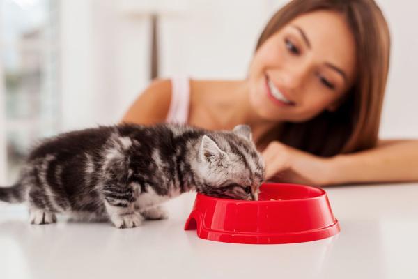 6 hjemmelagde oppskrifter for baby katter