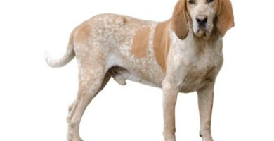 Amerikansk engelsk coonhound