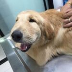 Anafylaktisk sjokk hos hunder symptomer og behandling