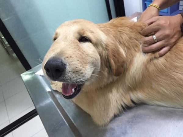 Anafylaktisk sjokk hos hunder symptomer og behandling