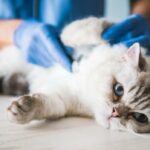 Anafylaktisk sjokk hos katter symptomer og behandling