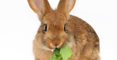 Anbefalt frukt og gronnsaker til kaniner