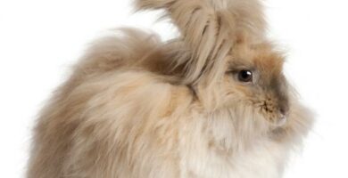 Angora kanin