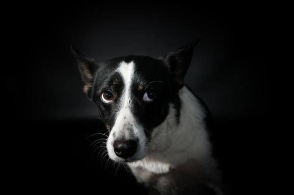 Angst hos hunder symptomer og losninger