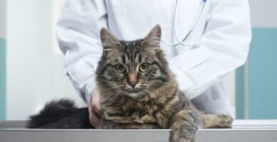 Ascites hos katter arsaker og behandling
