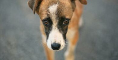 Ataksi hos hunder arsaker og behandling