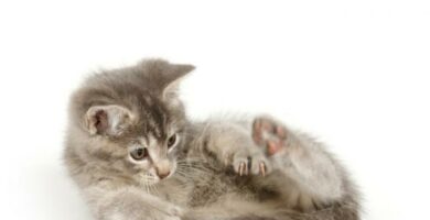 Ataksi hos katter symptomer og behandling