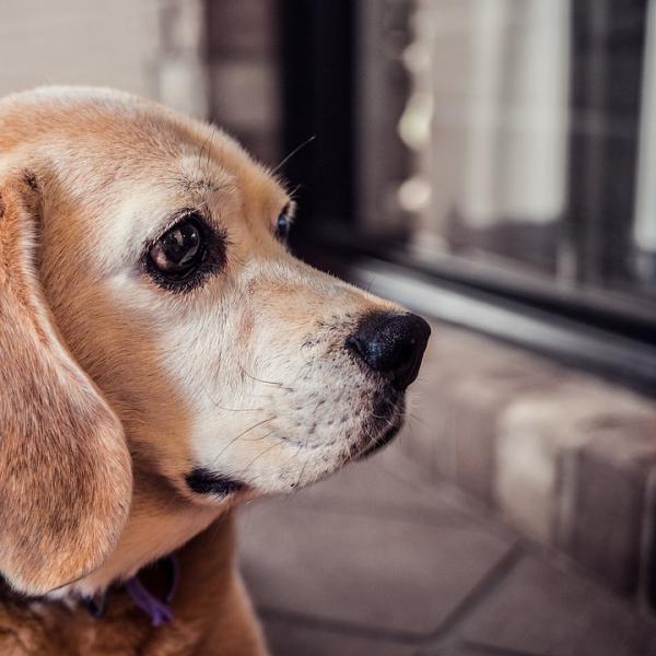 Atopisk dermatitt hos hunder symptomer og behandling