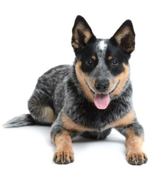 Australian Cattle Dog eller Australian Cattle Dog