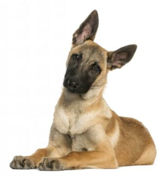 Belgisk gjeter malinois