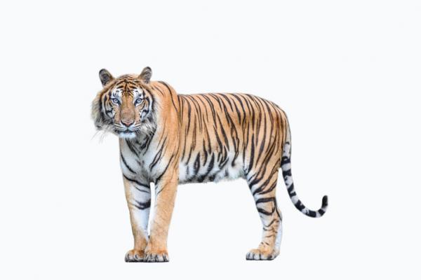 Bengalsk tiger Habitat og egenskaper