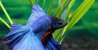 Betta fiskemating