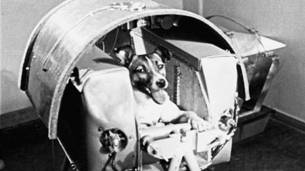 Biografi om Laika astronauthunden