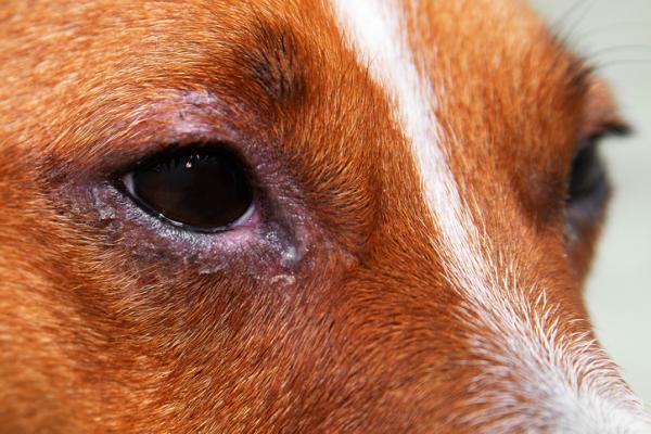 Blefaritt hos hunder symptomer og behandling