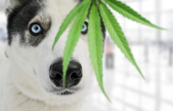 Cannabisolje for hunder bruk og kontraindikasjoner