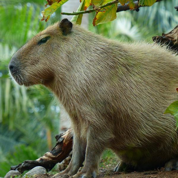 Capybara som kjaeledyr