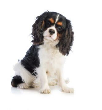 Cavalier King Charles Spaniel